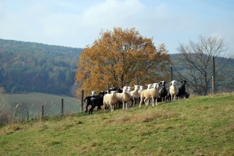 Schafebearbeitet