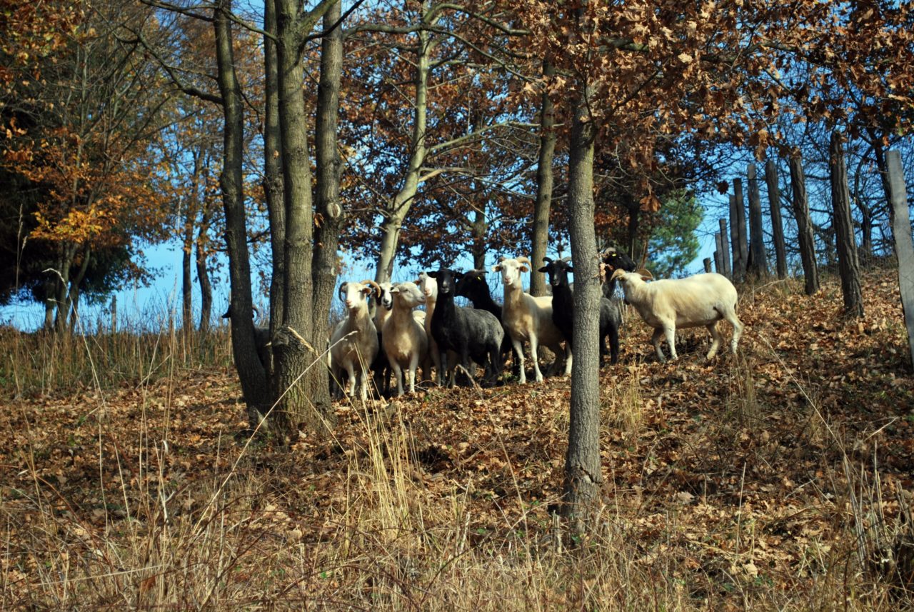 Schafe5bearbeitet